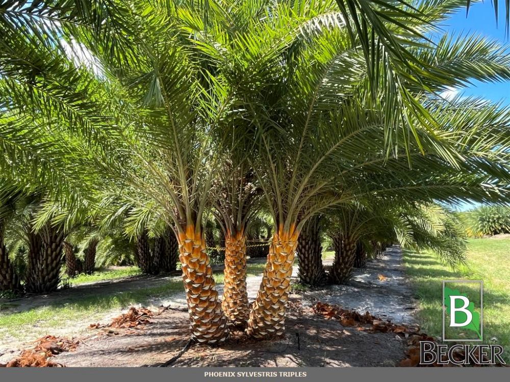 phoenix-sylvestris-robusta-sylvester-date-palm-robusta