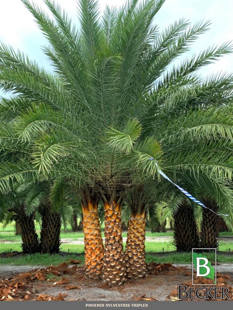phoenix-sylvestris-robusta-sylvester-date-palm-robusta