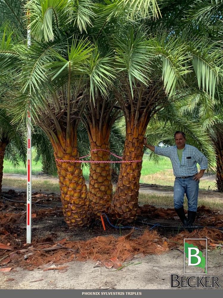 phoenix-sylvestris-robusta-sylvester-date-palm-robusta