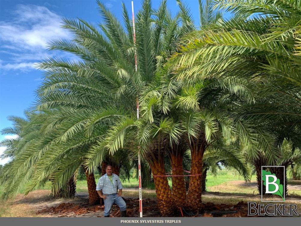 phoenix-sylvestris-robusta-sylvester-date-palm-robusta