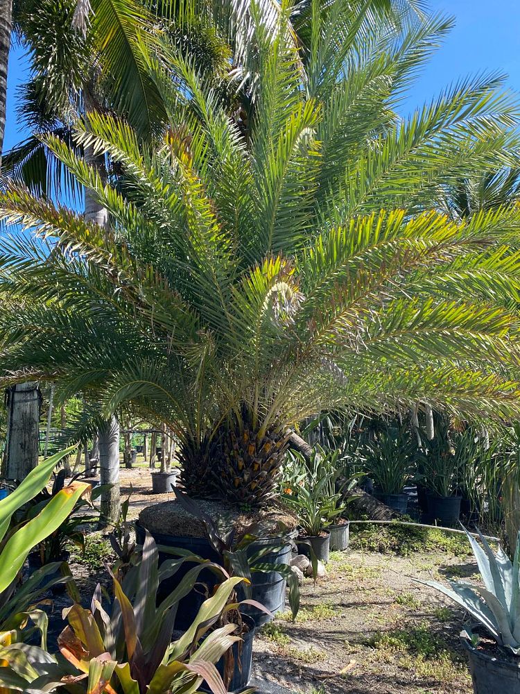 phoenix-sylvestris-silver-select-sylvester-date-palm-silver-select