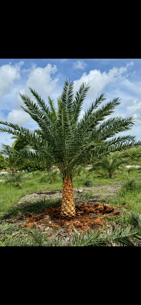 phoenix-sylvestris-silver-select-sylvester-date-palm-silver-select