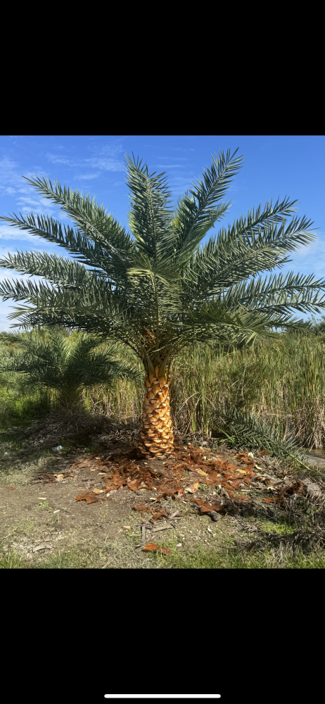 phoenix-sylvestris-silver-select-sylvester-date-palm-silver-select