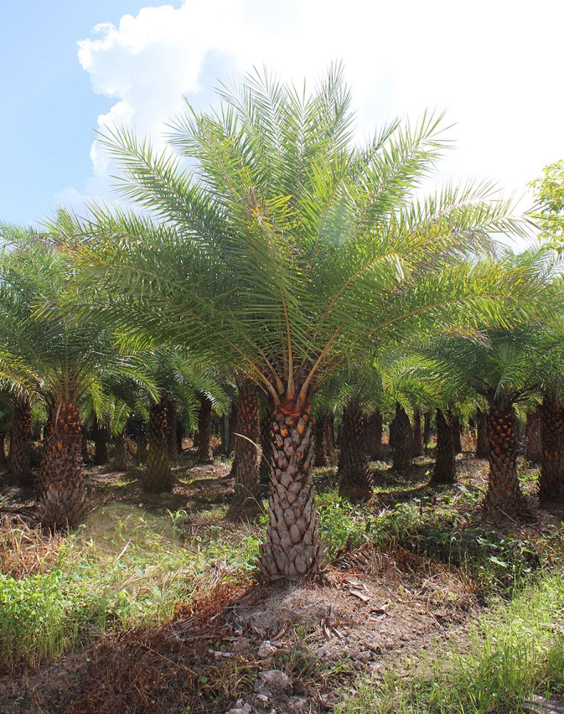 Image Gallery Native Tree Nursery