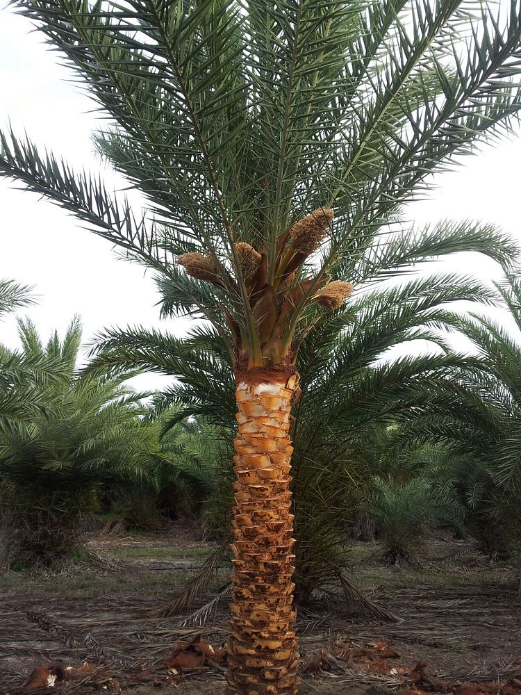 Eastern cedar tree