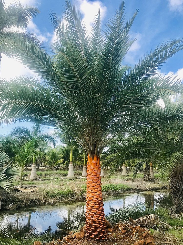 Royal Palm Nursery Inc