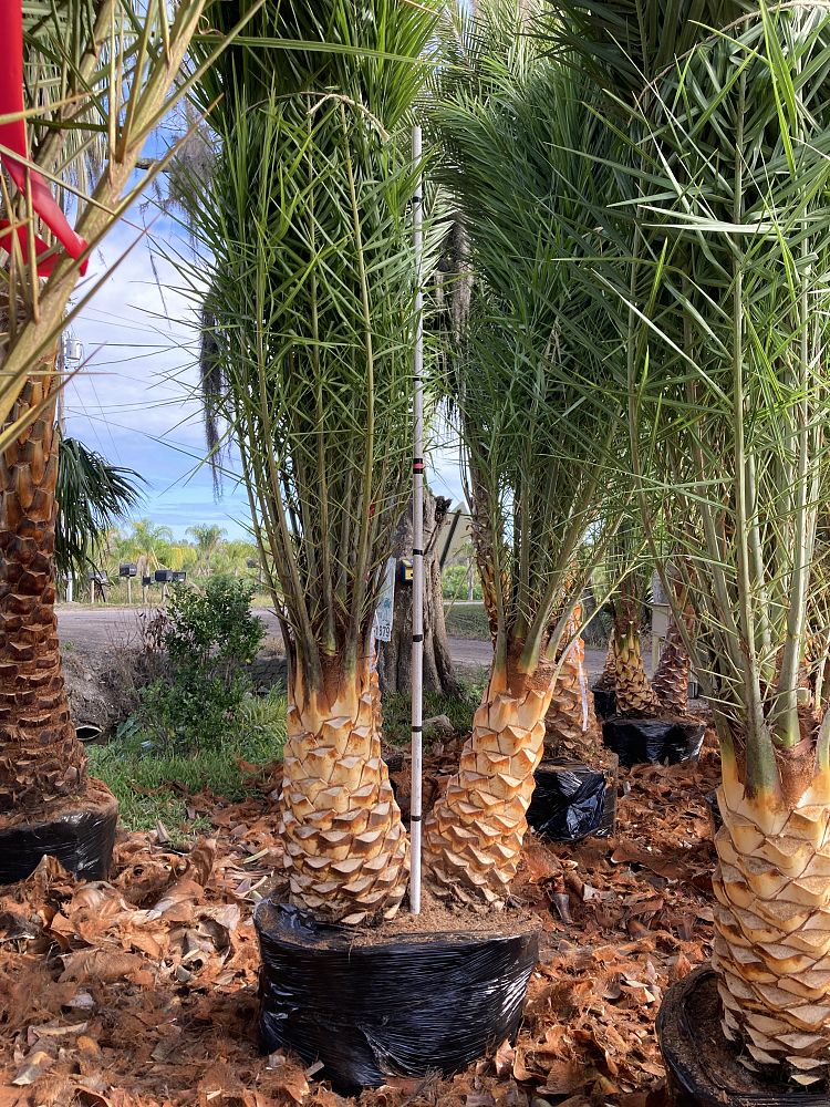 Black Hammock Tree Farm