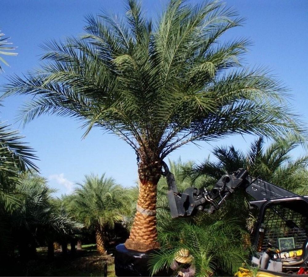phoenix-sylvestris-sylvester-date-palm-silver-date-palm-wild-date-palm