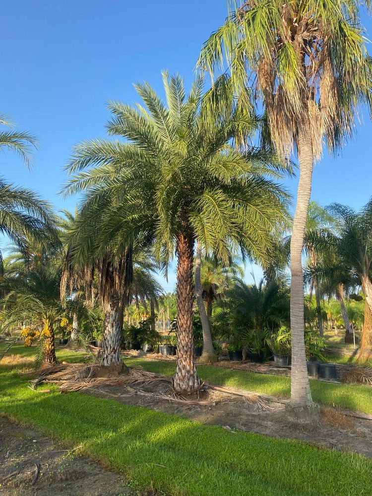 phoenix-sylvestris-sylvester-date-palm-silver-date-palm-wild-date-palm