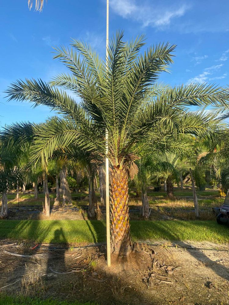 phoenix-sylvestris-sylvester-date-palm-silver-date-palm-wild-date-palm