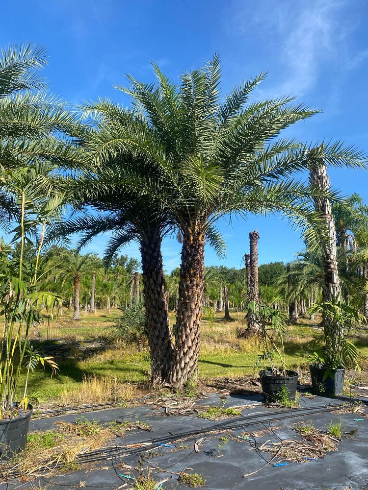 phoenix-sylvestris-sylvester-date-palm-silver-date-palm-wild-date-palm