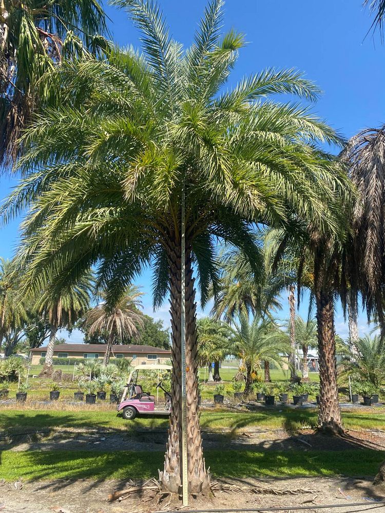 phoenix-sylvestris-sylvester-date-palm-silver-date-palm-wild-date-palm