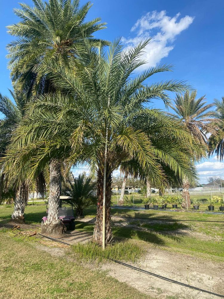 phoenix-sylvestris-sylvester-date-palm-silver-date-palm-wild-date-palm