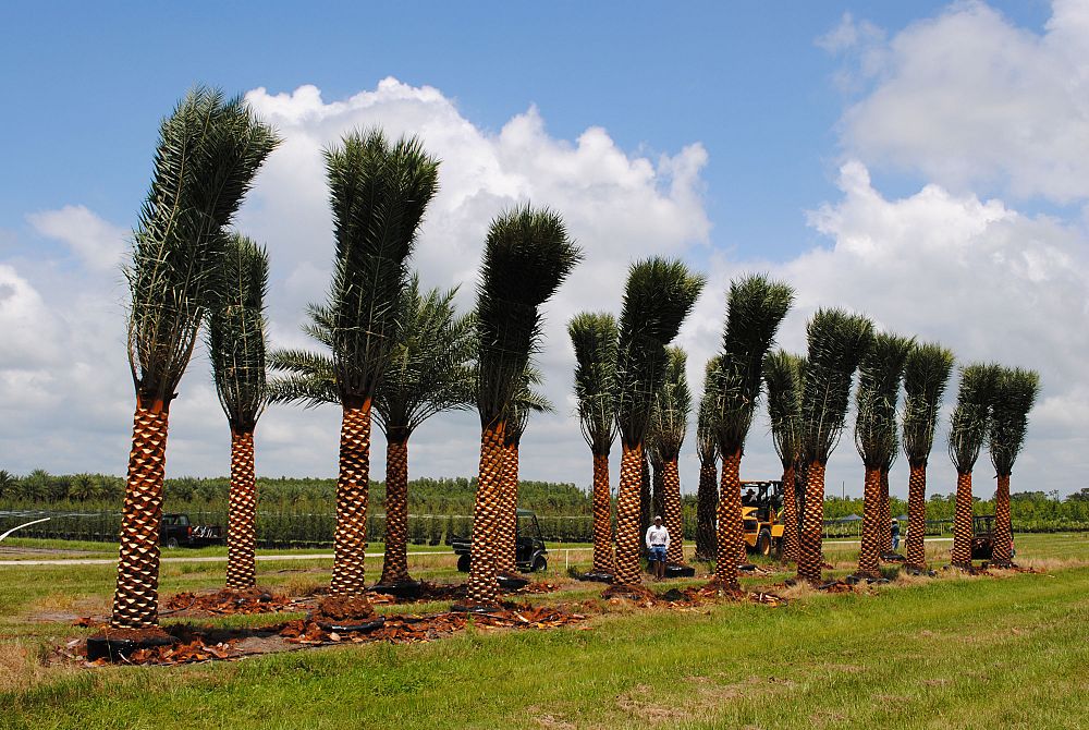 phoenix-sylvestris-sylvester-date-palm-silver-date-palm-wild-date-palm
