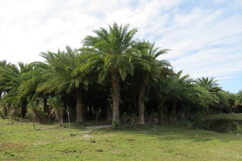 phoenix-sylvestris-sylvester-date-palm-silver-date-palm-wild-date-palm