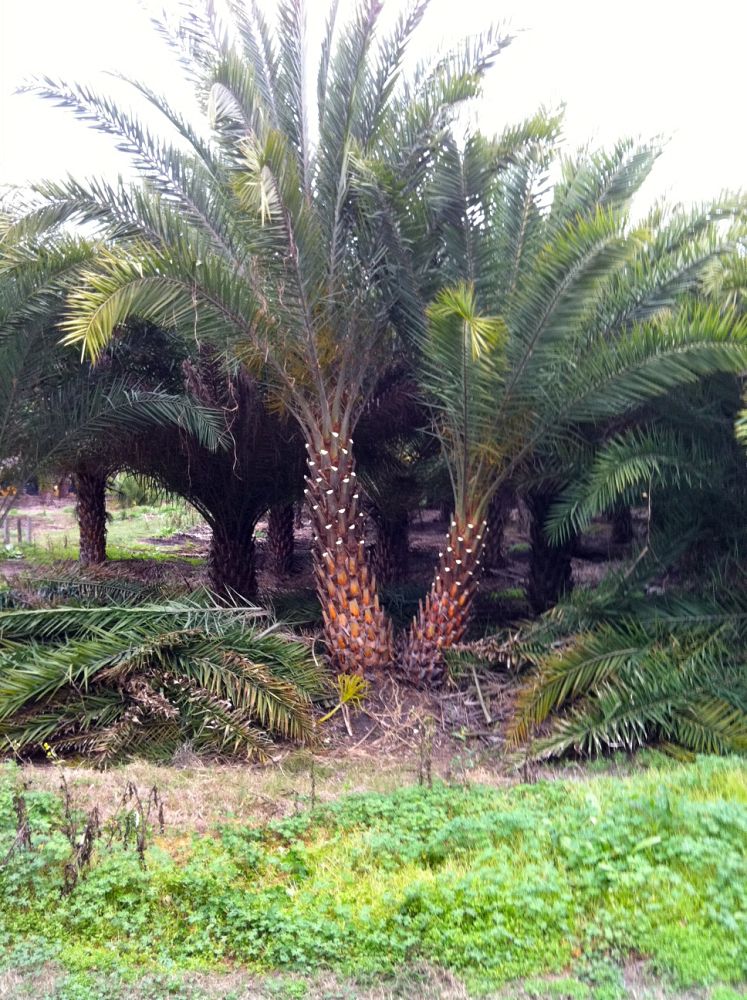 phoenix-sylvestris-sylvester-date-palm-silver-date-palm-wild-date-palm
