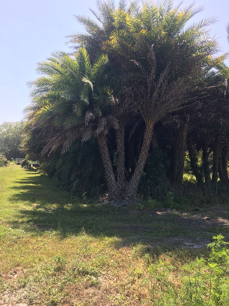 phoenix-sylvestris-sylvester-date-palm-silver-date-palm-wild-date-palm