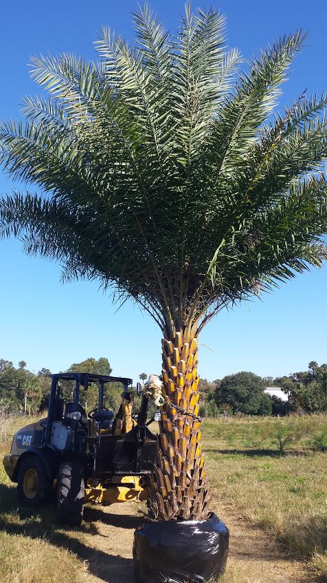 phoenix-sylvestris-sylvester-date-palm-silver-date-palm-wild-date-palm