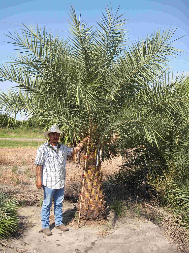 phoenix-sylvestris-sylvester-date-palm-silver-date-palm-wild-date-palm