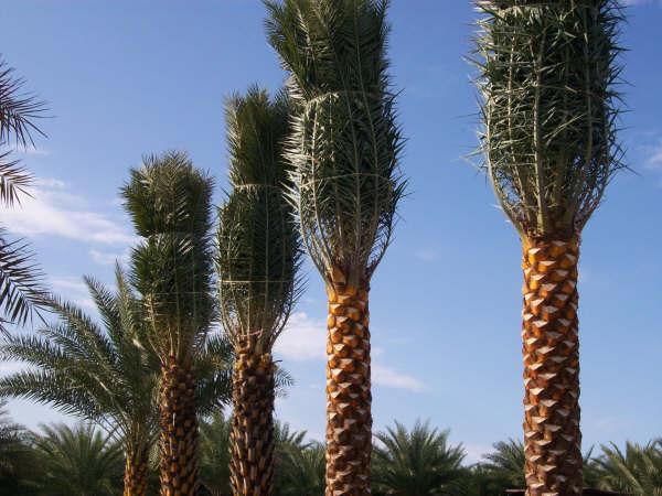 phoenix-sylvestris-sylvester-date-palm-silver-date-palm-wild-date-palm