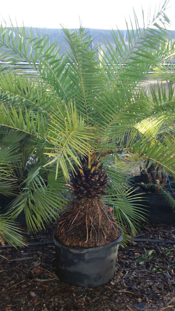 phoenix-sylvestris-sylvester-date-palm-silver-date-palm-wild-date-palm