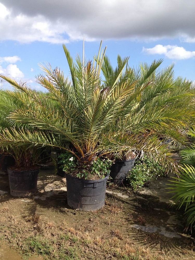 phoenix-sylvestris-sylvester-date-palm-silver-date-palm-wild-date-palm