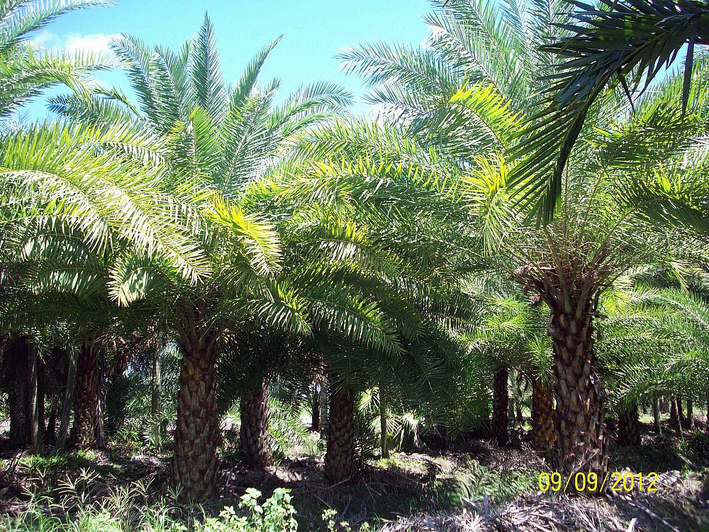 phoenix-sylvestris-sylvester-date-palm-silver-date-palm-wild-date-palm