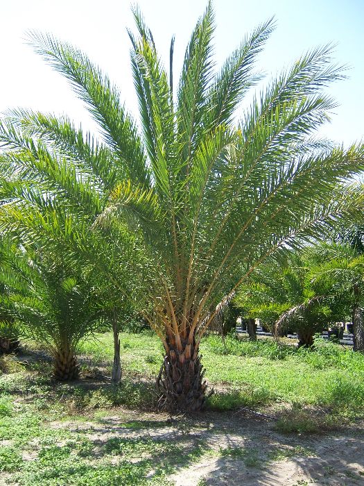 phoenix-sylvestris-sylvester-date-palm-silver-date-palm-wild-date-palm