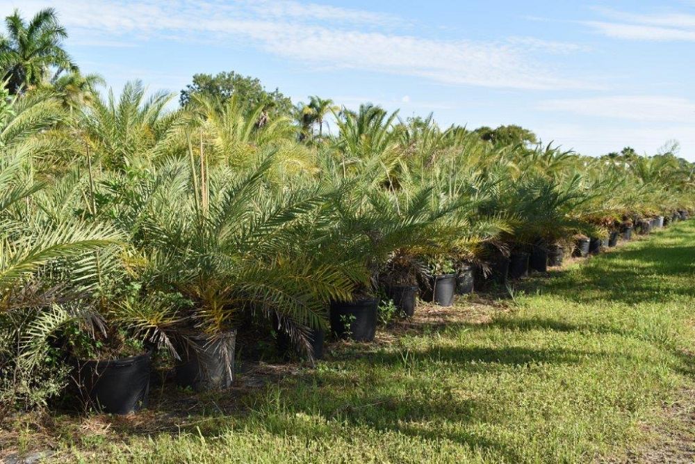 phoenix-sylvestris-sylvester-date-palm-silver-date-palm-wild-date-palm
