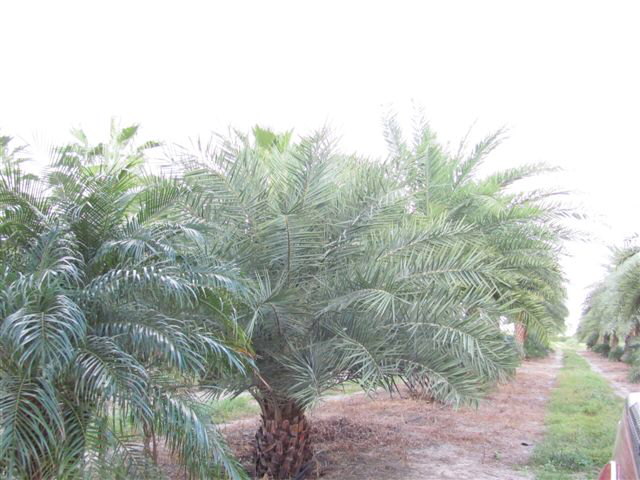 phoenix-sylvestris-sylvester-date-palm-silver-date-palm-wild-date-palm