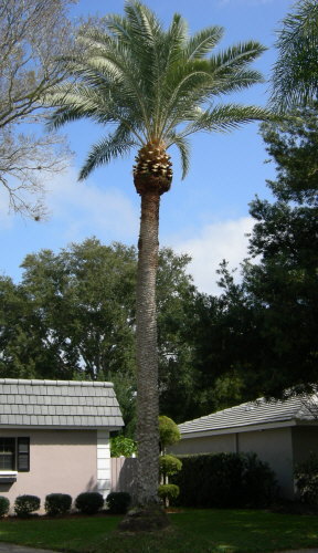 phoenix-sylvestris-sylvester-date-palm-silver-date-palm-wild-date-palm
