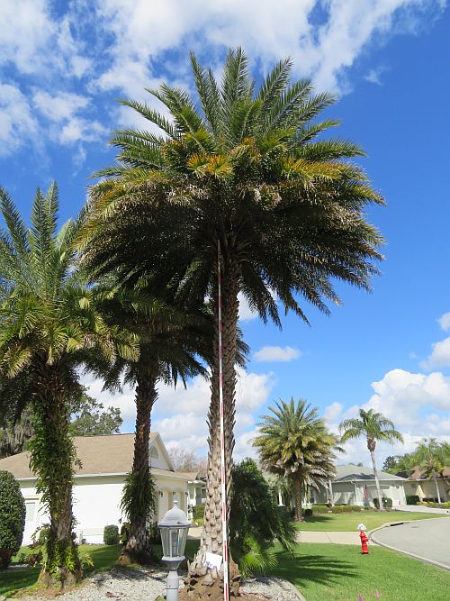 phoenix-sylvestris-sylvester-date-palm-silver-date-palm-wild-date-palm