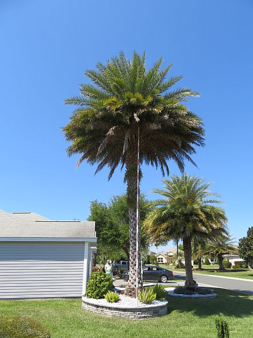 phoenix-sylvestris-sylvester-date-palm-silver-date-palm-wild-date-palm