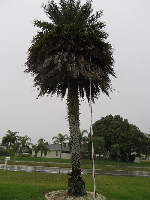 phoenix-sylvestris-sylvester-date-palm-silver-date-palm-wild-date-palm