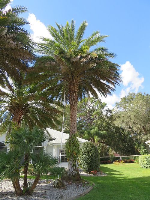 phoenix-sylvestris-sylvester-date-palm-silver-date-palm-wild-date-palm