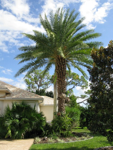 phoenix-sylvestris-sylvester-date-palm-silver-date-palm-wild-date-palm