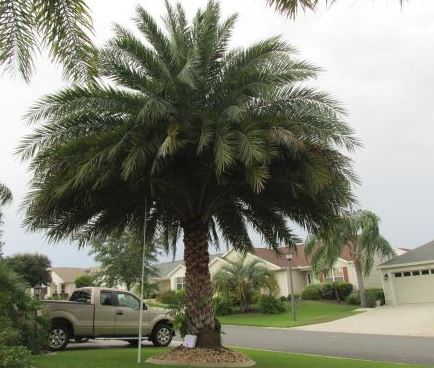 phoenix-sylvestris-sylvester-date-palm-silver-date-palm-wild-date-palm