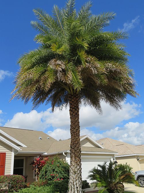 phoenix-sylvestris-sylvester-date-palm-silver-date-palm-wild-date-palm