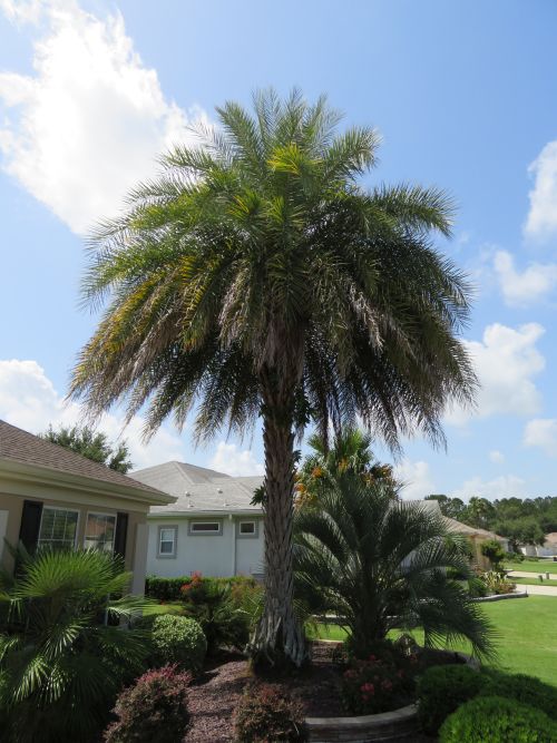 phoenix-sylvestris-sylvester-date-palm-silver-date-palm-wild-date-palm