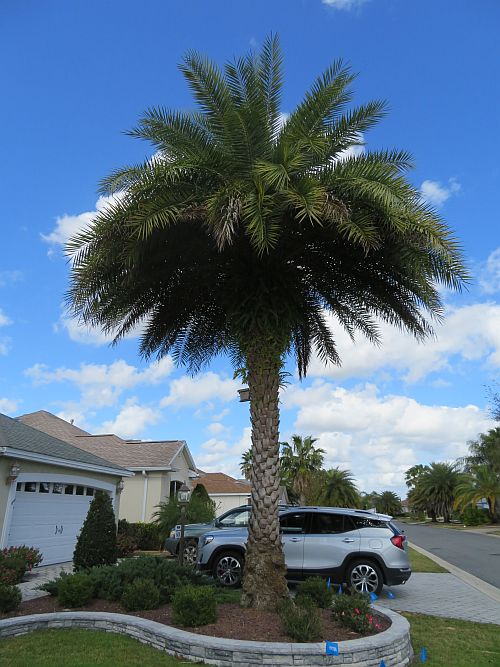 phoenix-sylvestris-sylvester-date-palm-silver-date-palm-wild-date-palm