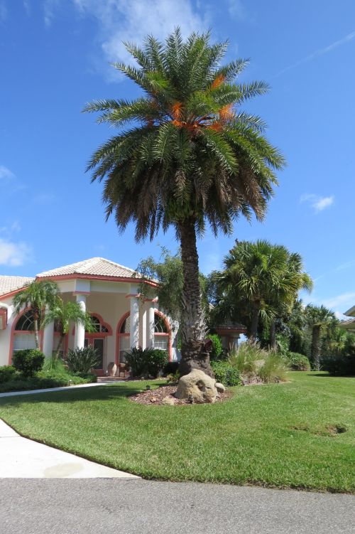 phoenix-sylvestris-sylvester-date-palm-silver-date-palm-wild-date-palm