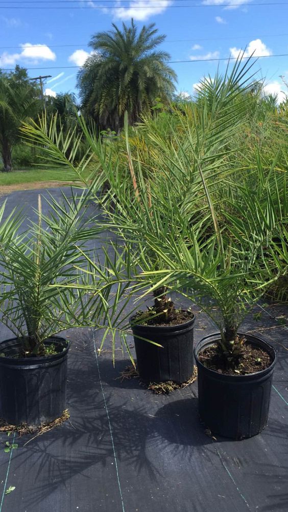 phoenix-sylvestris-sylvester-date-palm-silver-date-palm-wild-date-palm