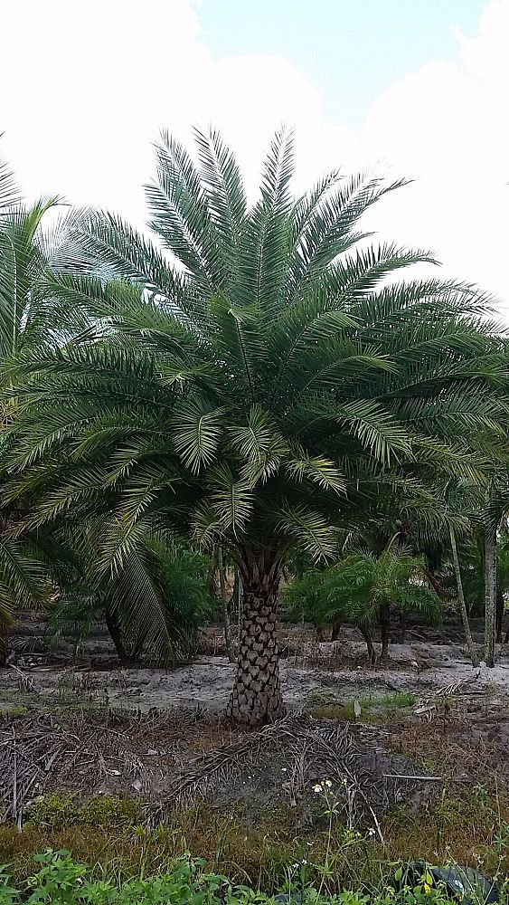 phoenix-sylvestris-sylvester-date-palm-silver-date-palm-wild-date-palm