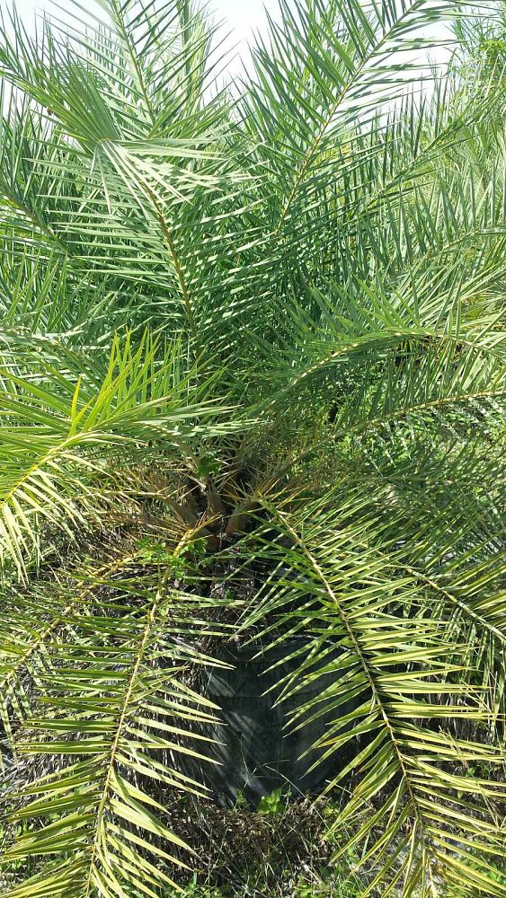 phoenix-sylvestris-sylvester-date-palm-silver-date-palm-wild-date-palm
