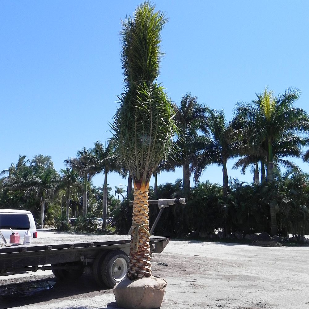 phoenix-sylvestris-sylvester-date-palm-silver-date-palm-wild-date-palm