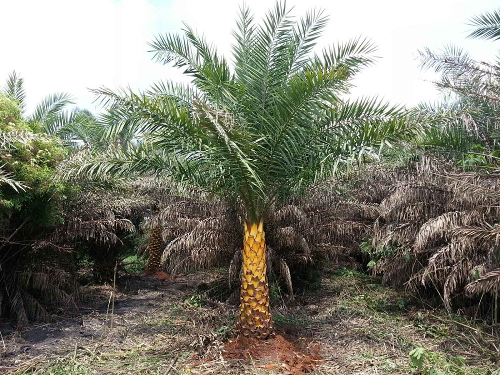 phoenix-sylvestris-sylvester-date-palm-silver-date-palm-wild-date-palm