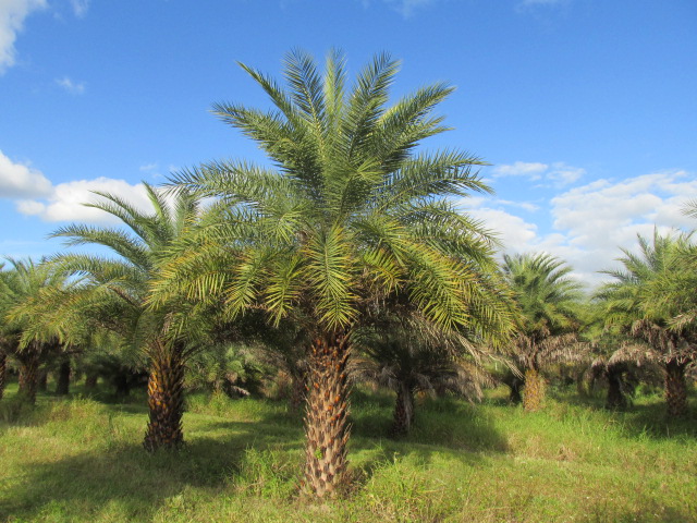 phoenix-sylvestris-sylvester-date-palm-silver-date-palm-wild-date-palm