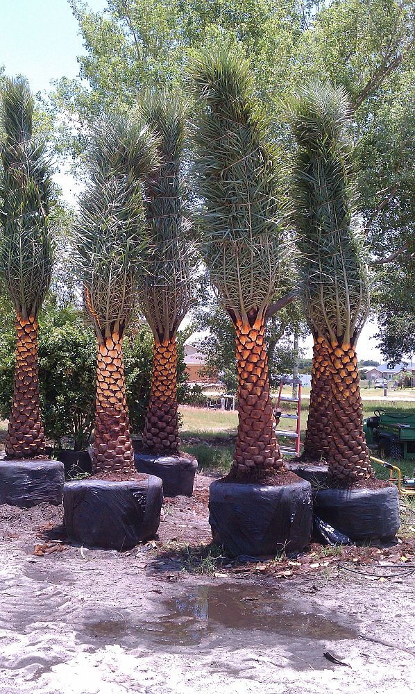 phoenix-sylvestris-sylvester-date-palm-silver-date-palm-wild-date-palm