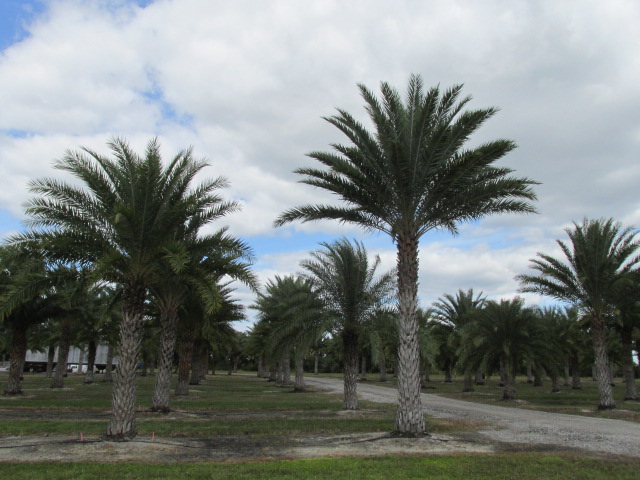 phoenix-sylvestris-sylvester-date-palm-silver-date-palm-wild-date-palm