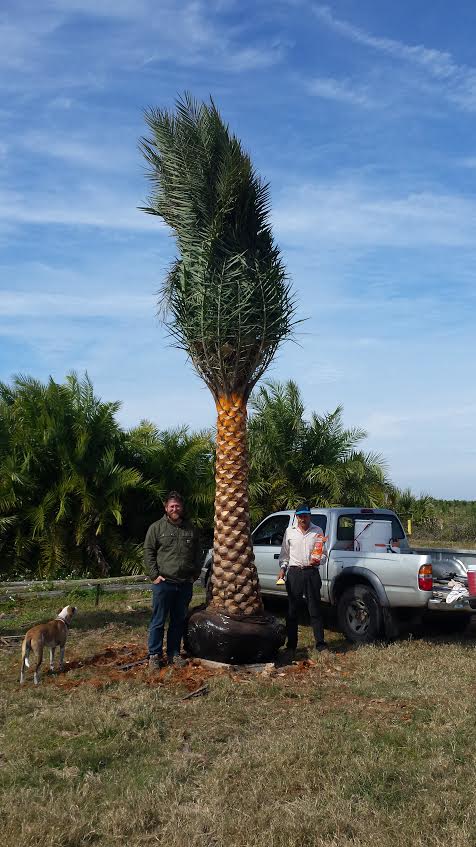 phoenix-sylvestris-sylvester-date-palm-silver-date-palm-wild-date-palm